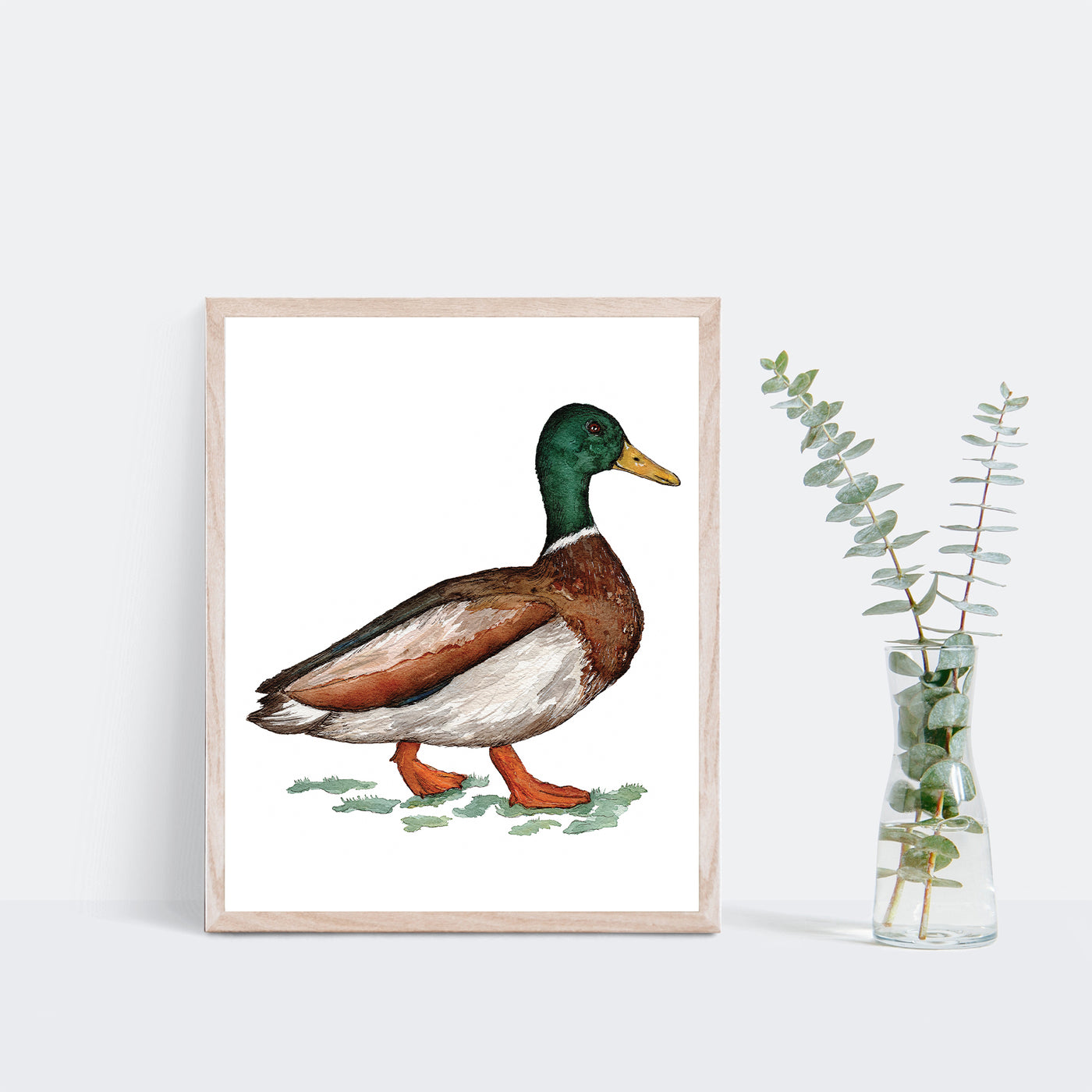 Mallard Duck Art Print